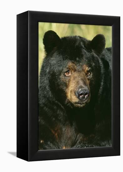 North American Black Bear Adult Male, Close-Up-null-Framed Premier Image Canvas