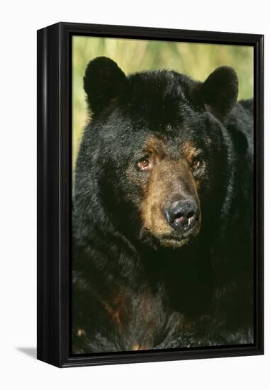 North American Black Bear Adult Male, Close-Up-null-Framed Premier Image Canvas