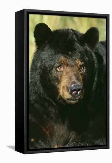 North American Black Bear Adult Male, Close-Up-null-Framed Premier Image Canvas