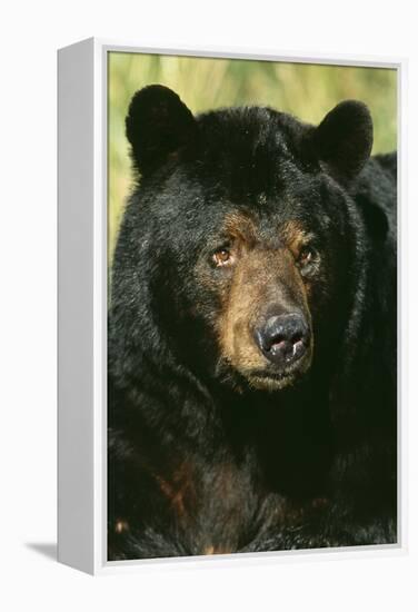 North American Black Bear Adult Male, Close-Up-null-Framed Premier Image Canvas