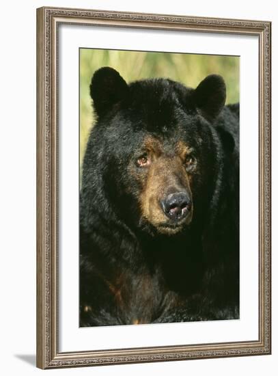 North American Black Bear Adult Male, Close-Up-null-Framed Photographic Print