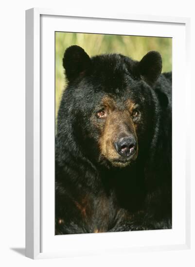 North American Black Bear Adult Male, Close-Up-null-Framed Photographic Print