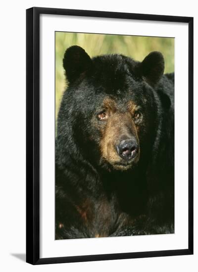 North American Black Bear Adult Male, Close-Up-null-Framed Photographic Print