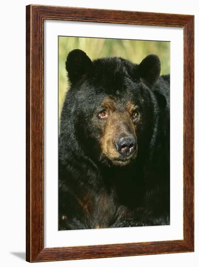 North American Black Bear Adult Male, Close-Up-null-Framed Photographic Print