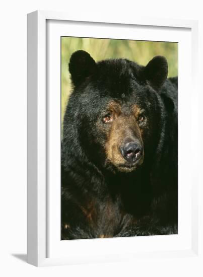 North American Black Bear Adult Male, Close-Up-null-Framed Photographic Print
