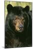 North American Black Bear Adult Male, Close-Up-null-Mounted Photographic Print