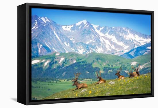 North American Elks-duallogic-Framed Premier Image Canvas