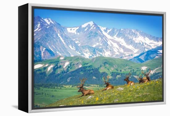 North American Elks-duallogic-Framed Premier Image Canvas