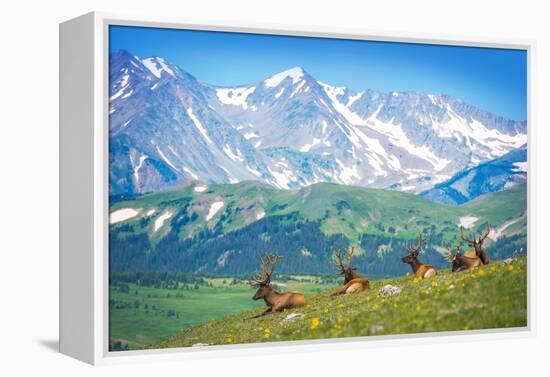 North American Elks-duallogic-Framed Premier Image Canvas