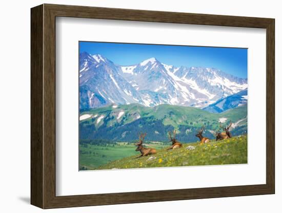 North American Elks-duallogic-Framed Photographic Print