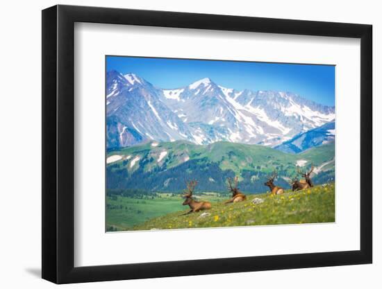 North American Elks-duallogic-Framed Photographic Print