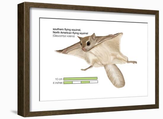 North American Flying Squirrel (Glaucomys Volans), Southern Flying Squirrel, Mammals-Encyclopaedia Britannica-Framed Art Print