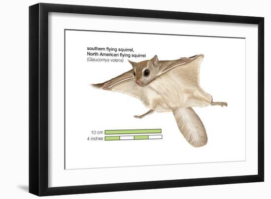 North American Flying Squirrel (Glaucomys Volans), Southern Flying Squirrel, Mammals-Encyclopaedia Britannica-Framed Art Print