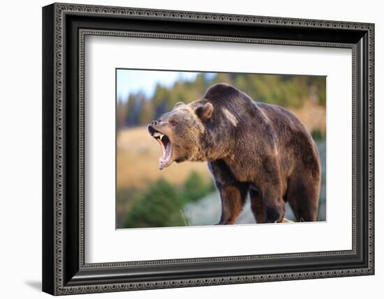 North American Grizzly Roaring-null-Framed Art Print