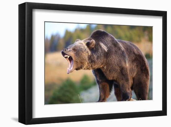 North American Grizzly Roaring-null-Framed Art Print