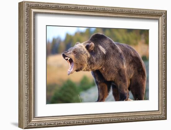 North American Grizzly Roaring-null-Framed Art Print