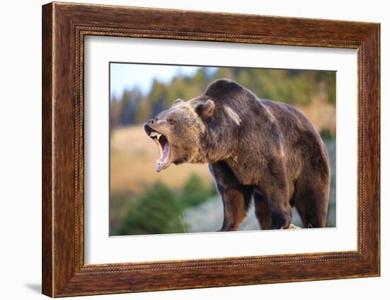 North American Grizzly Roaring-null-Framed Art Print