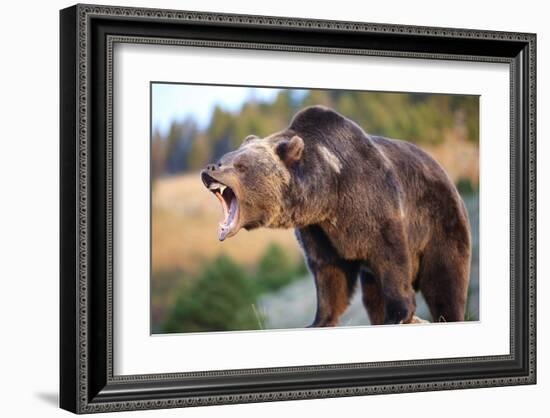 North American Grizzly Roaring-null-Framed Art Print