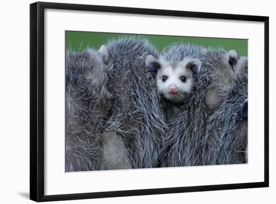 North American Opossum, Didelphis Virginiana, Parental Animal, Young Animals, Hump, Medium Close-Up-Ronald Wittek-Framed Photographic Print