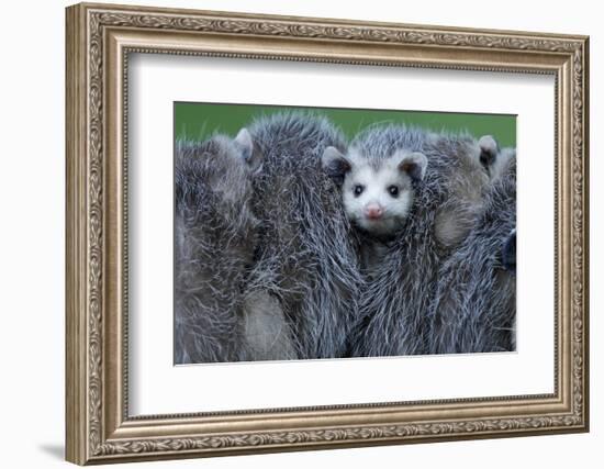 North American Opossum, Didelphis Virginiana, Parental Animal, Young Animals, Hump, Medium Close-Up-Ronald Wittek-Framed Photographic Print