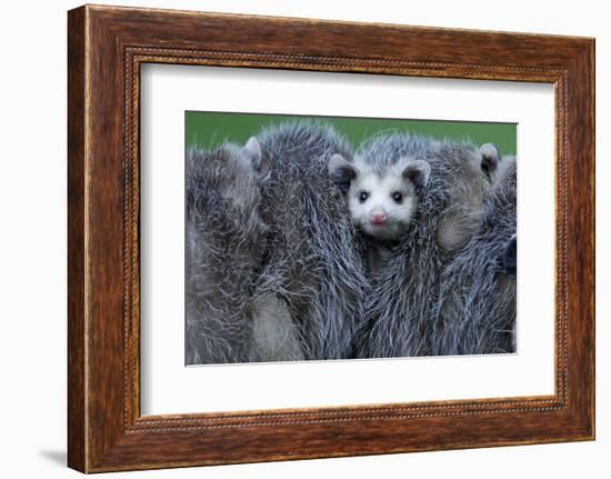 North American Opossum, Didelphis Virginiana, Parental Animal, Young Animals, Hump, Medium Close-Up-Ronald Wittek-Framed Photographic Print