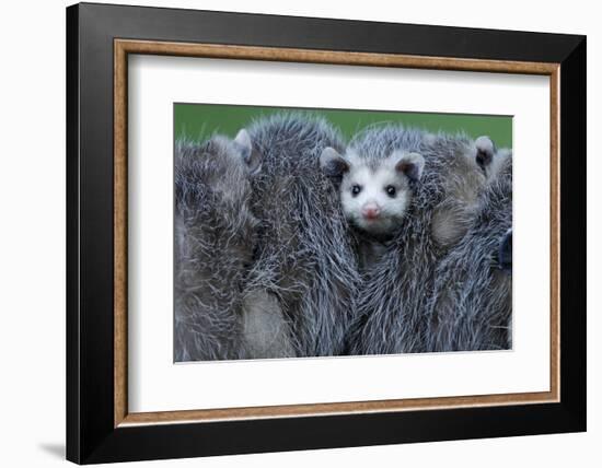 North American Opossum, Didelphis Virginiana, Parental Animal, Young Animals, Hump, Medium Close-Up-Ronald Wittek-Framed Photographic Print