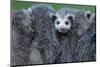 North American Opossum, Didelphis Virginiana, Parental Animal, Young Animals, Hump, Medium Close-Up-Ronald Wittek-Mounted Photographic Print