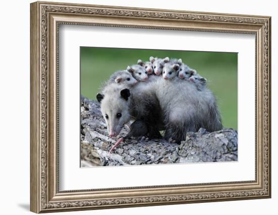 North American Opossum, Didelphis Virginiana, Parental Animal, Young Animals, Hump-Ronald Wittek-Framed Photographic Print