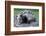 North American Opossum, Didelphis Virginiana, Parental Animal, Young Animals, Hump-Ronald Wittek-Framed Photographic Print