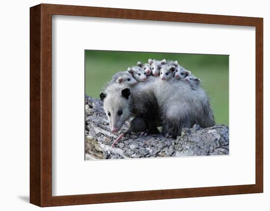 North American Opossum, Didelphis Virginiana, Parental Animal, Young Animals, Hump-Ronald Wittek-Framed Photographic Print