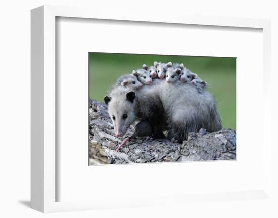 North American Opossum, Didelphis Virginiana, Parental Animal, Young Animals, Hump-Ronald Wittek-Framed Photographic Print