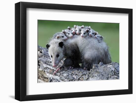 North American Opossum, Didelphis Virginiana, Parental Animal, Young Animals, Hump-Ronald Wittek-Framed Photographic Print