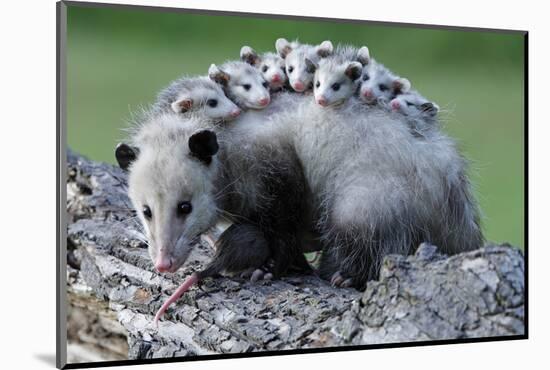 North American Opossum, Didelphis Virginiana, Parental Animal, Young Animals, Hump-Ronald Wittek-Mounted Photographic Print