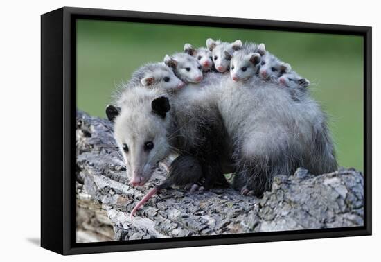 North American Opossum, Didelphis Virginiana, Parental Animal, Young Animals, Hump-Ronald Wittek-Framed Premier Image Canvas