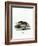 North American Otter-null-Framed Giclee Print