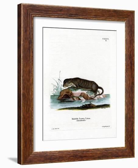 North American Otter-null-Framed Giclee Print