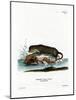 North American Otter-null-Mounted Giclee Print