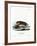 North American Otter-null-Framed Giclee Print