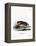 North American Otter-null-Framed Premier Image Canvas