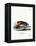 North American Otter-null-Framed Premier Image Canvas