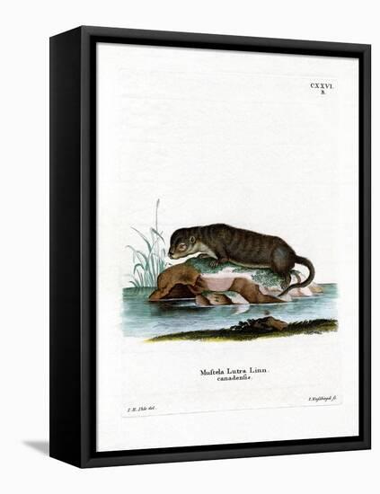 North American Otter-null-Framed Premier Image Canvas