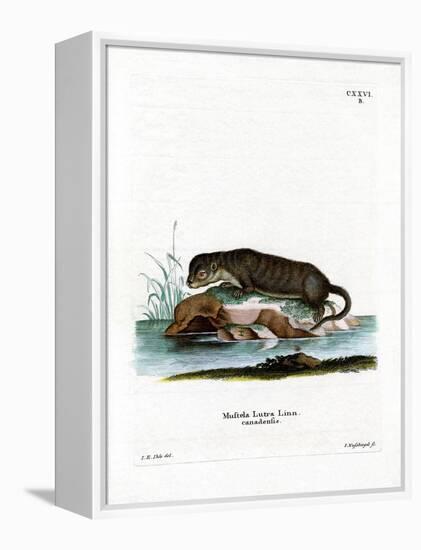 North American Otter-null-Framed Premier Image Canvas