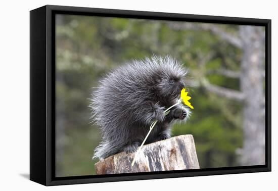 North American Porcupine Baby Holding Yellow Flower-null-Framed Premier Image Canvas