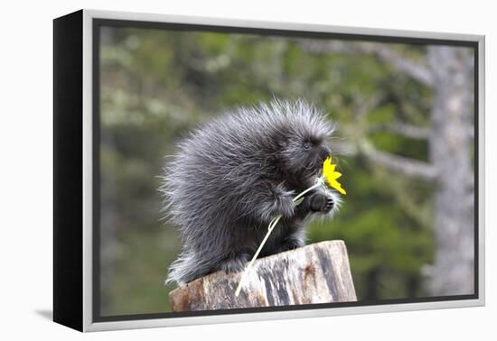 North American Porcupine Baby Holding Yellow Flower-null-Framed Premier Image Canvas