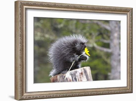 North American Porcupine Baby Holding Yellow Flower-null-Framed Photographic Print