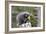 North American Porcupine Baby Holding Yellow Flower-null-Framed Photographic Print