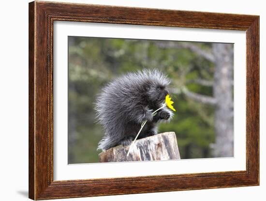 North American Porcupine Baby Holding Yellow Flower-null-Framed Photographic Print