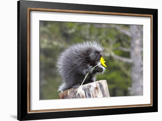 North American Porcupine Baby Holding Yellow Flower--Framed Photographic Print