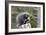 North American Porcupine Baby Holding Yellow Flower-null-Framed Photographic Print