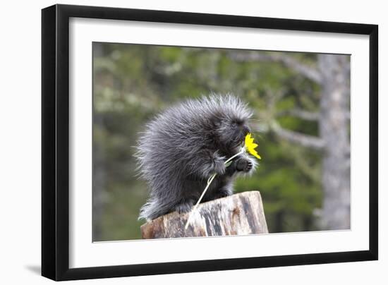 North American Porcupine Baby Holding Yellow Flower-null-Framed Photographic Print